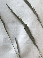 Muhlenbergia mexicana
