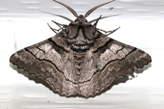 Hypobapta diffundens