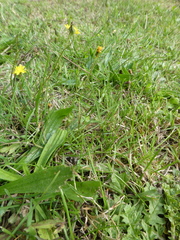 Cichorioideae