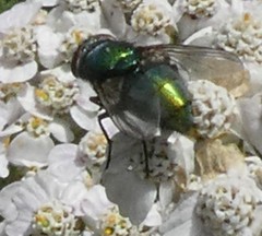 Diptera
