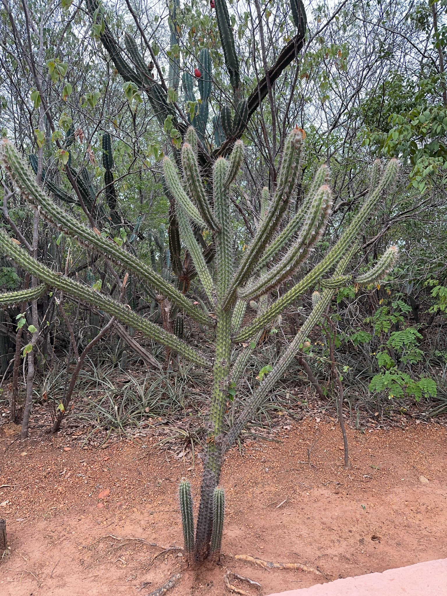 Xiquexique gounellei