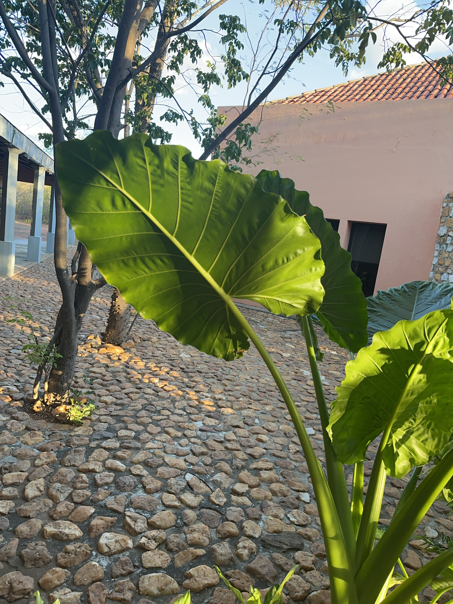 Alocasia macrorrhizos