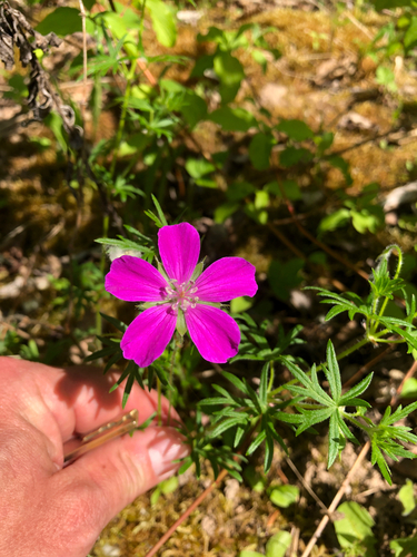 Geranium sanguineum