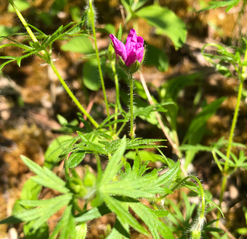 Geranium sanguineum