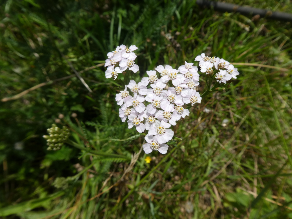 common yarrow from Horsehay, Telford, UK on August 18, 2019 by kitbeard