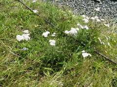 Achillea millefolium