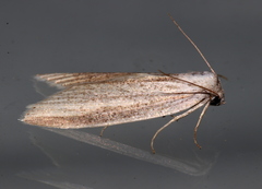 Prionopterina grammatistis