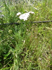 Achillea millefolium