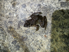 Limnonectes macrodon