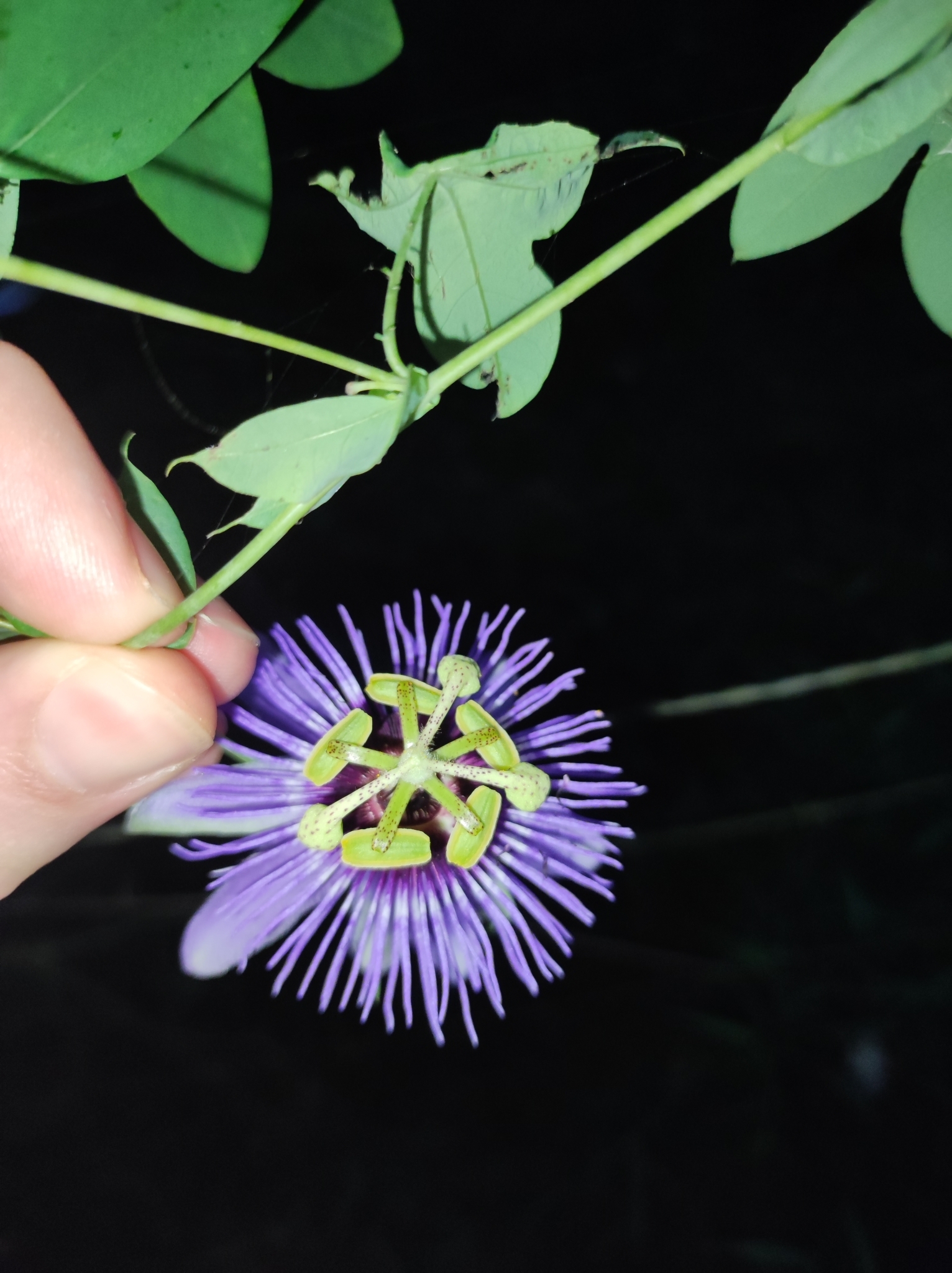 Passiflora amethystina