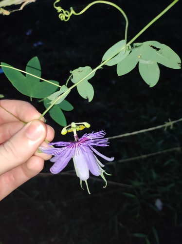 Image of Passiflora amethystina by no rights reserved