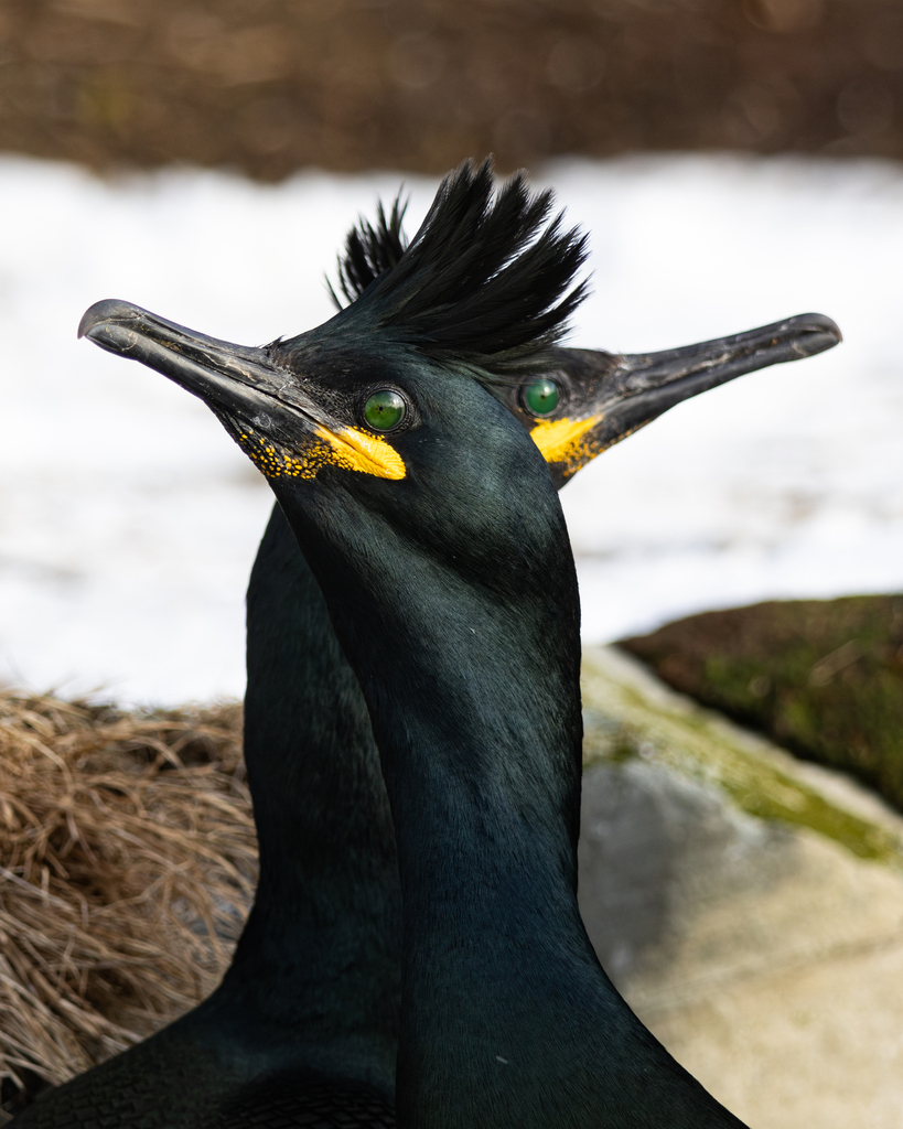 Two European shags with head crests in breeding plumage, bright yellow gape and green eyes