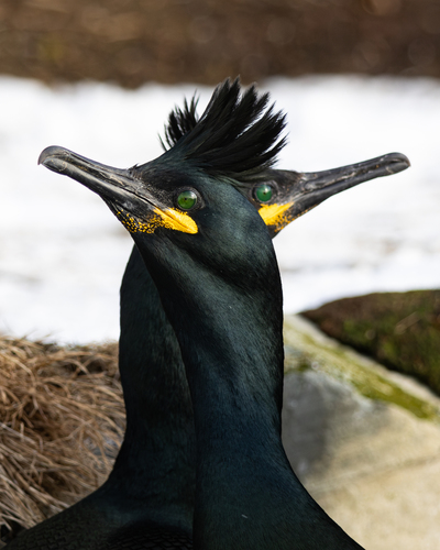 European Shag (Gulosus aristotelis), photo 9