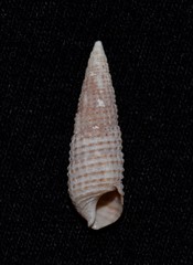 Cacozeliana granarium