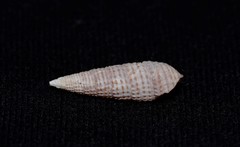 Cacozeliana granarium