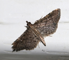 Metasia capnochroa