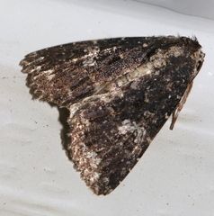 Condica aroana