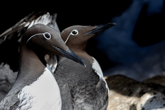 Common Murre photo 1