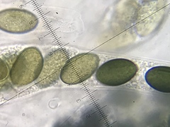 Poronia erici
