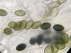 Poronia erici
