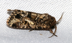 Spodoptera umbraculata