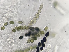 Poronia erici