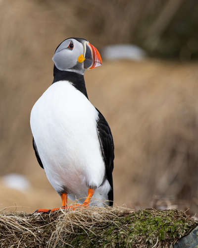 Frailecillo Atlántico (Fratercula arctica)