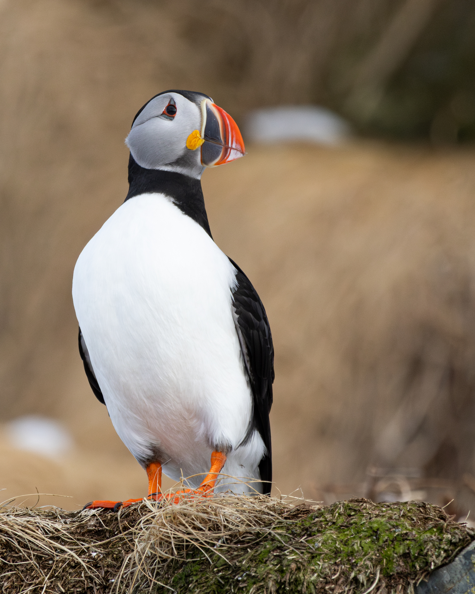 Atlantic Puffin (Fratercula arctica)