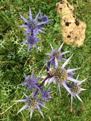 Eryngium bourgatii