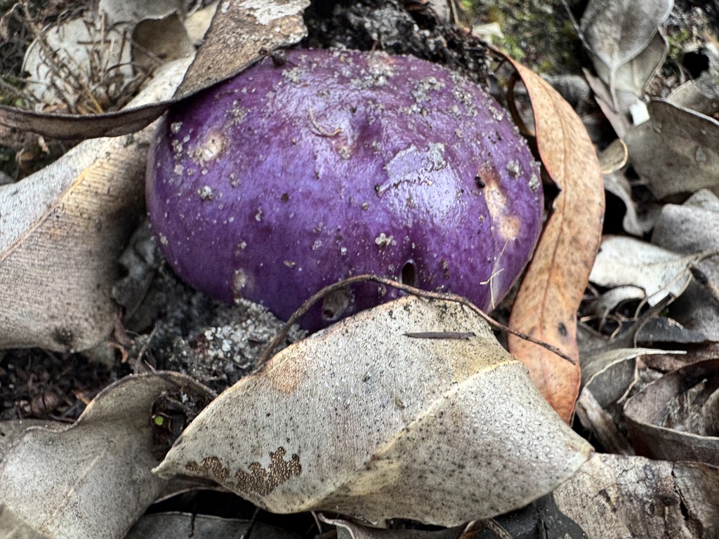 Cortinarius archeri · April 2025 · photo: © pimelea (iNaturalist, cc-by)