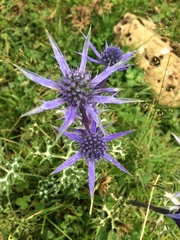 Eryngium bourgatii