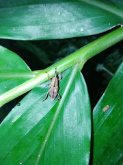 Sphenocorynes kosempoensis