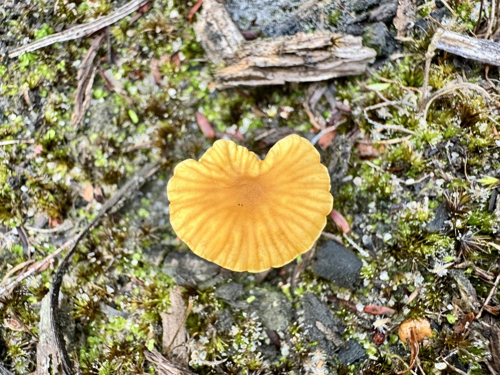 Lichenomphalia chromacea · April 2025 · photo: © pimelea (iNaturalist, cc-by)