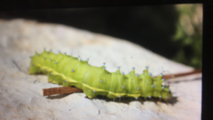 Saturnia pyri