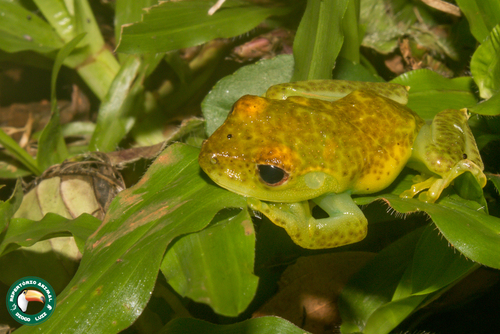 Serra do Mar Canebrake Tree Frog, Aplastodiscus eugenioi