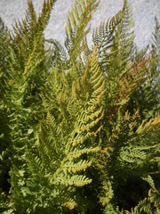 Athyrium americanum