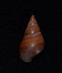 Phasianella australis