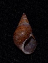 Phasianella australis