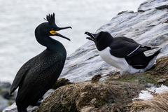 Razorbill