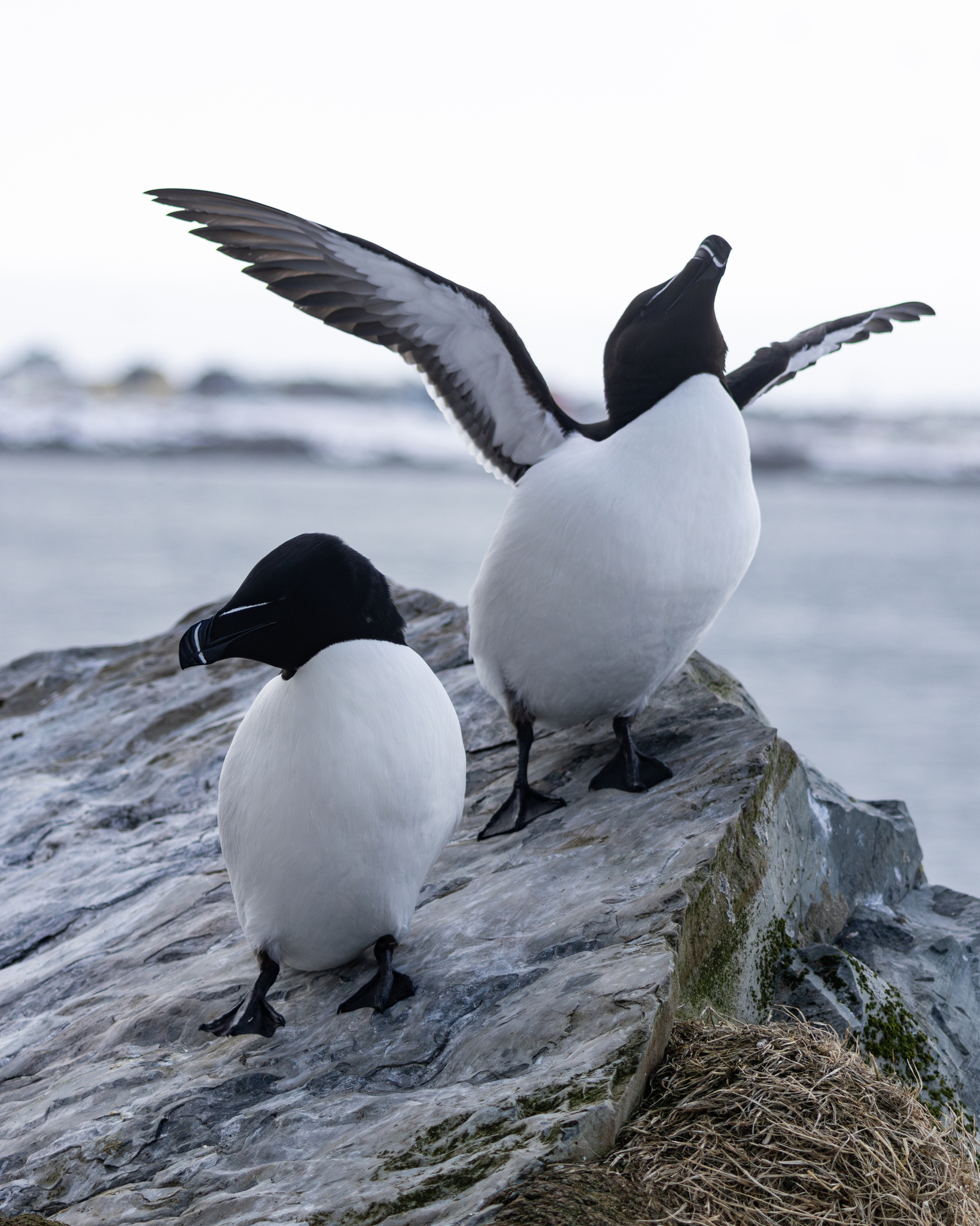 Razorbill (Alca torda)