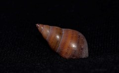 Phasianella australis
