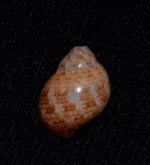 Phasianellidae