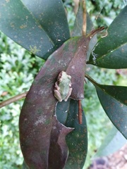 Kurixalus eiffingeri