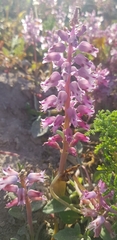 Lachenalia pallida