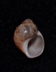 Phasianellidae