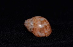 Phasianellidae