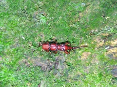 Baryrhynchus poweri