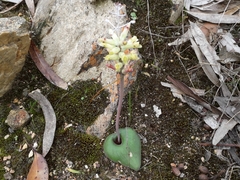 Lachenalia trichophylla