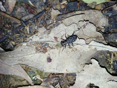 Cylindera kaleea angulimaculata