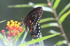 Papilio troilus image